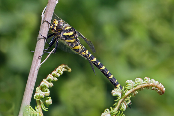 Gold ringed dragonfly - Cordulegaster boltonii