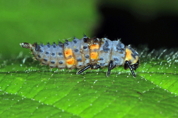 Seven spot ladybird larva - Coccinella septempunctata