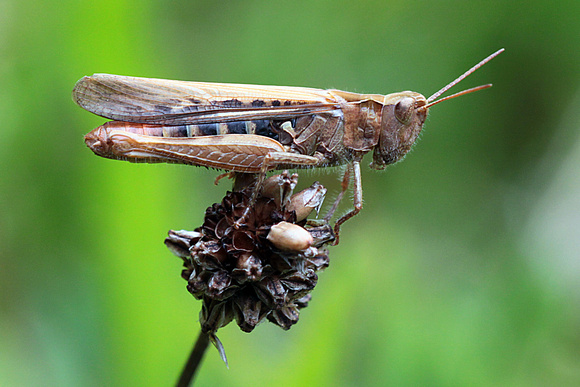 Field grasshopper - Chorthippus brunneus