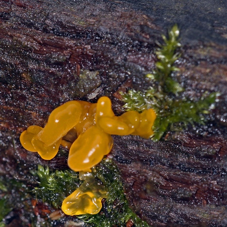 Common jellyspot - Dacrymyces stillatus