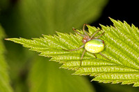 Cucumber spider - Araniella cucurbitina