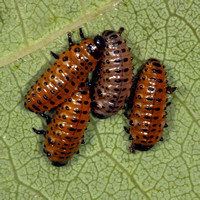 Poplar leaf beetle larvae