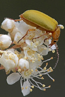 Sulphur beetle - Cteninopus sulphureus