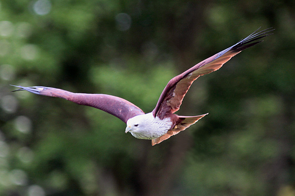 Brahminy kite - Haliastur indus