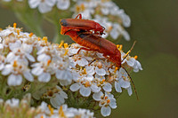 Common red soldier beetle - Rhagonycha fulva