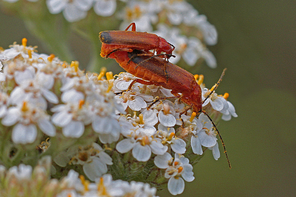 Common red soldier beetle - Rhagonycha fulva