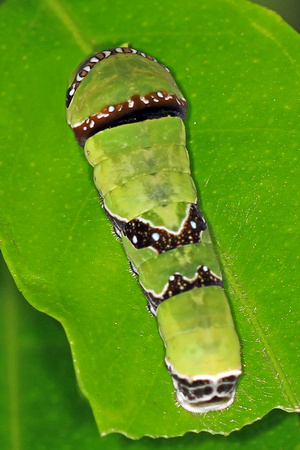 Common mormon butterfly caterpillar - Papilio polytes