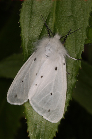 White ermine moth - Spilosoma lubricipeda