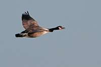 Canada goose - Branta canadensis