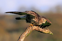 Common  buzzard