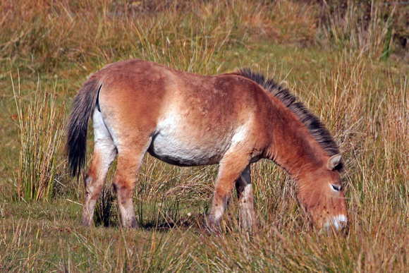Przewalsk's horse - Equus ferus przewalskii