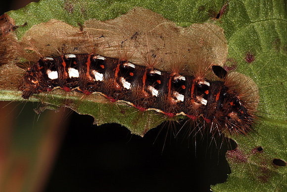 Knot grass moth caterpillar - Acronicta rumisis