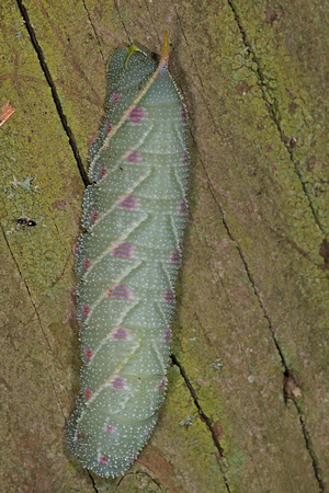 Lime hawk moth caterpillar - Mimas tiliae