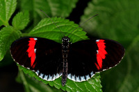 Common postman butterfly - Heliconius melponene