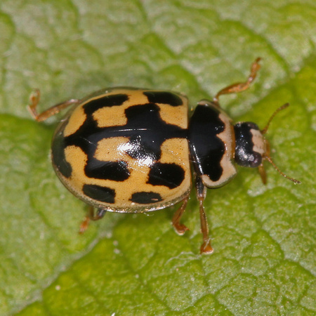 Fourteen spot ladybird - Propylea quattuordecimpunctata