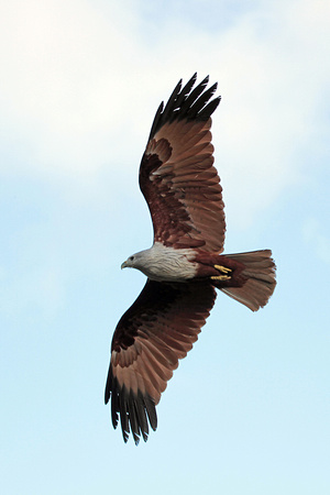 Brahminy kite - Haliastur indus