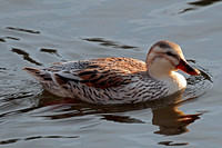 Silver appleyard duck