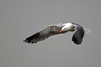 Lesser black backed gull - Larus fuscus