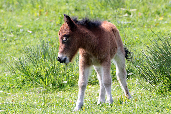 Domestic horse - Equus ferus caballus