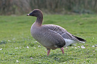Pink footed goose - Anas brachyrhynchus