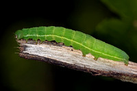 Small skipper caterpillar - Thymelicus sylvestris