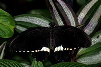 Common mormon butterfly