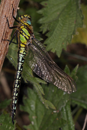 Hairy dragonfly - Brachytron pratense