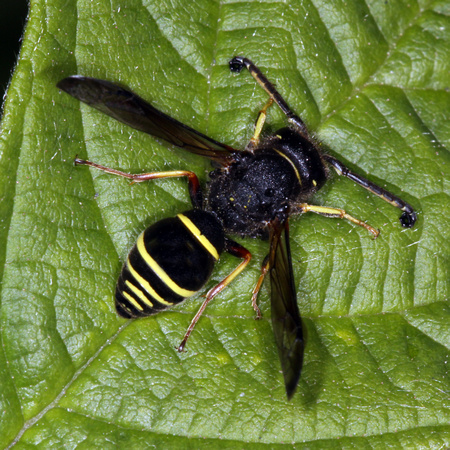 Spiny mason wasp - Odynerus spinipes