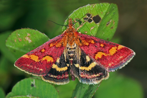 Mint moth - Pyrausta aurata