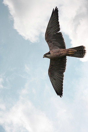 Saker falcon - Falco cherrug