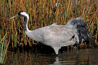 Common crane - Grus grus