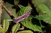 Mottled grasshopper - Myrmeleotettix maculatus
