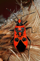 Cinnamon bug - Corizus hyoscyami