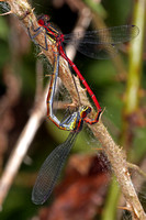 Large red damselfly - Pyrrhosoma nymphula