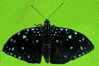 Starry night cracker butterfly