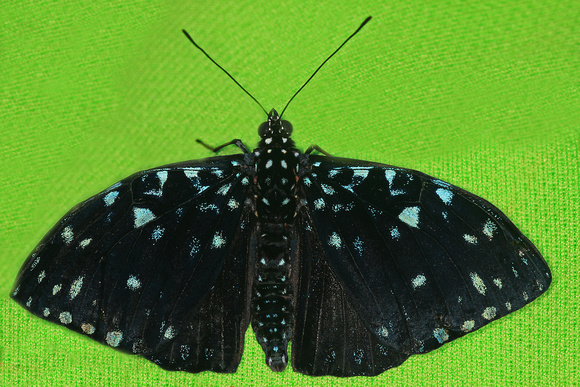 Starry night cracker butterfly - Hamadryas laodamia