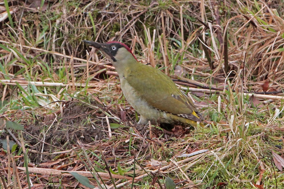 Green woodpecker - Picus viridis