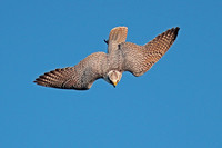 Gyr x saker - Falco rusticolus x cherrug