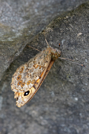 Wall brown - Lasiommata megera