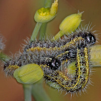 Large white caterpillar - Aporia crataegi
