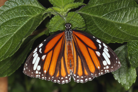 Monarch butterfly - Danaus pexippus