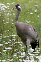 Common crane - Grus grus