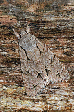 Grey dagger moth - Acronicta psi