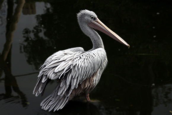 White pelican - Pelicanus onocrotalus