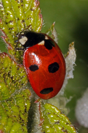 seven spot ladybird - Coccinella septempunctata