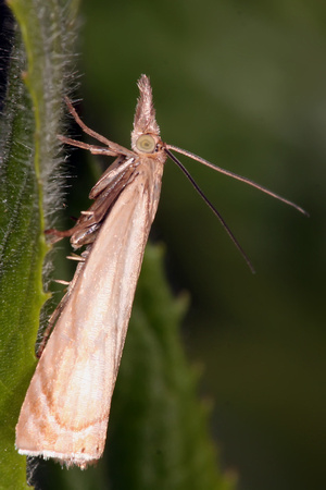 Micro moth - Crambus perlella