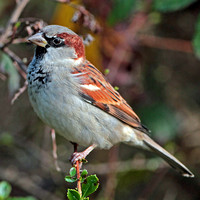 House sparrow -Passer domesticus