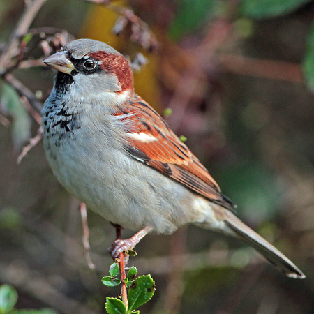 House sparrow -Passer domesticus