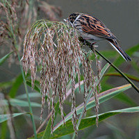 Reed bunting - Emberiza shoeniclus
