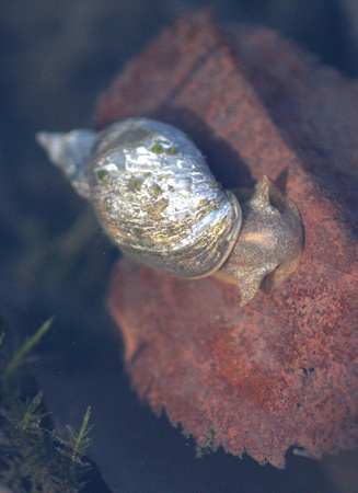 Great pond snail - Lymnaea stagnalis